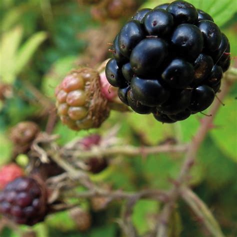 Blackberry Rubus Fruticosus Identification