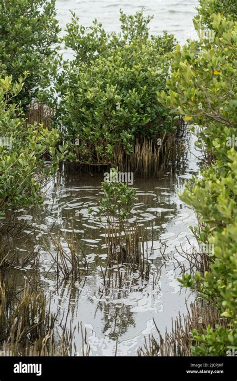 Pneumatophores Or Air Breathing Roots Of The Black Mangrove