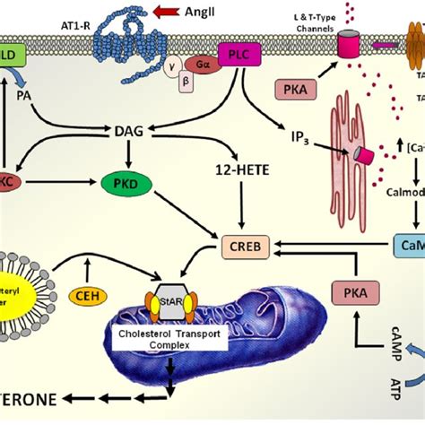 Pathway Of Adrenal Cortex Aldosterone Biosynthesis Download Scientific Diagram