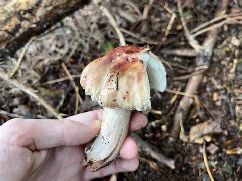 Identifying The Blusher Mushroom Amanita Rubescens Features Look