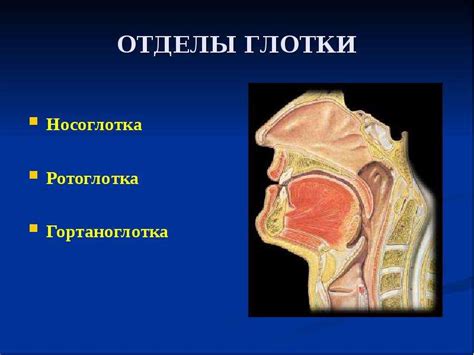 Гортань И Глотка Строение Фото Ребенка — Fotoxcom.ru