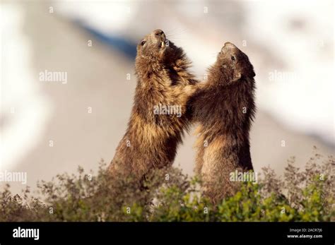 Two Adult Alpine Marmots Marmota Marmota Play Fighting Photographed