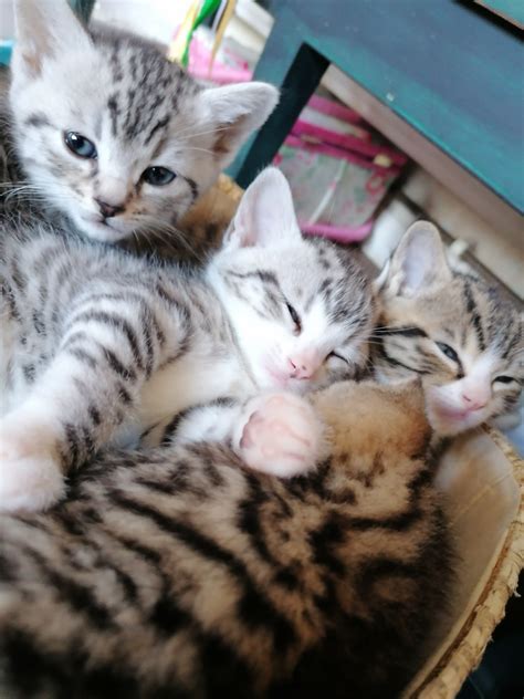 Bengal X British Short Hair Kittens In Gosport Hampshire Gumtree