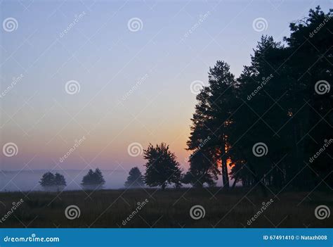 Silhouettes of Trees on the Field Against the Evening Sky Stock Photo - Image of evening, nature ...