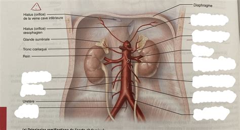 Artère de l abdomen Diagram Quizlet