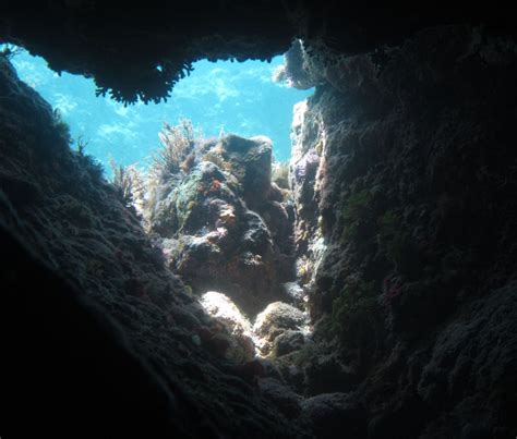 Immersioni Alle Piramidi E Grotta Dei Cirri Ustica Lustrica Diving