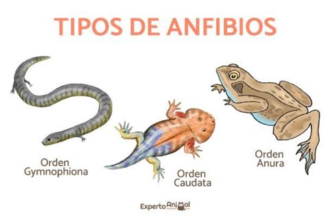 Caracter Sticas De Los Anfibios