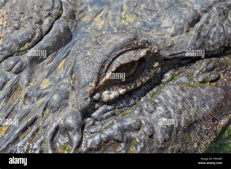 Close-up of alligator Stock Photo - Alamy