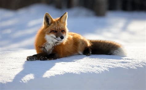 Image Foxes Snow animal | Red fox, Fox, Snow animals