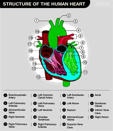 Labeled Heart Diagram With Functions