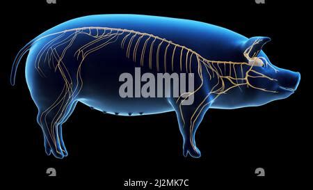 Pig nervous system, illustration Stock Photo - Alamy