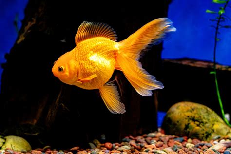 Oranda Goldfish Fish Free Photo On Pixabay Pixabay