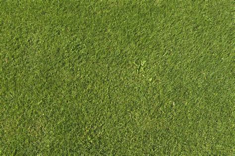 Grass Texture Seamless 4k Centralden