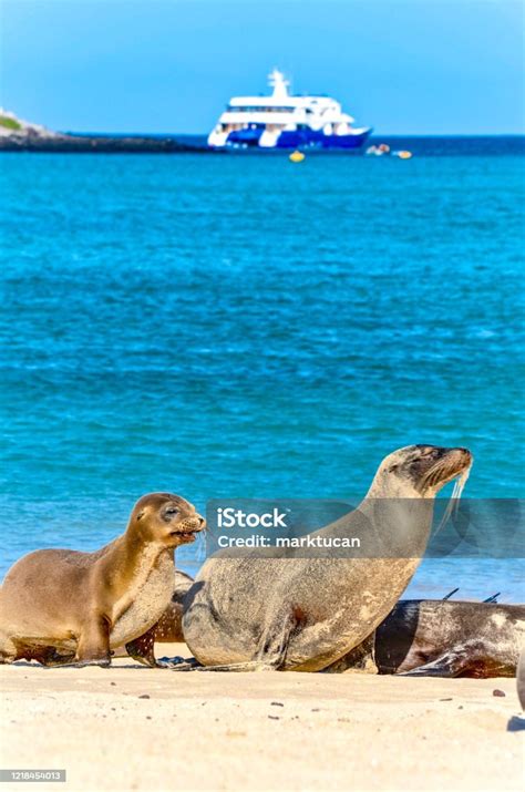 Singa Laut Galapagos Bersantai Di Pantai Di Kepulauan Galapagos Foto