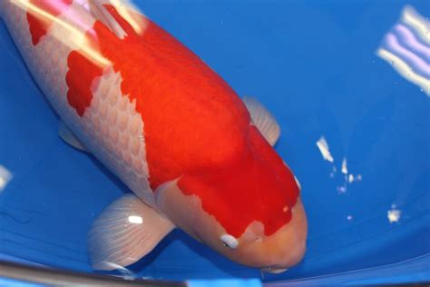 The 2017 All Japan Koi Show In Tokyo Koi Trips