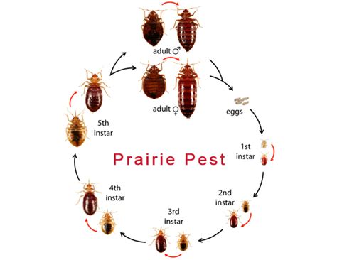 Calgary Pest Exterminator Local Bedbug Pest Control Company Prairie