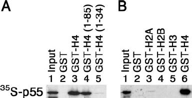 Drosophila Histone H Strongly And Specifically Binds To P In Gst