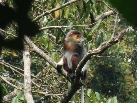 Red-shanked douc of Loas | The Mohamed bin Zayed Species Conservation ...