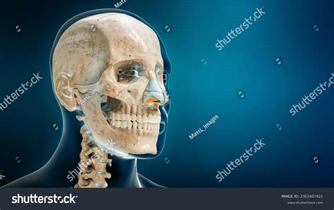 69 Nose Cartilage 3d Images Stock Photos And Vectors Shutterstock