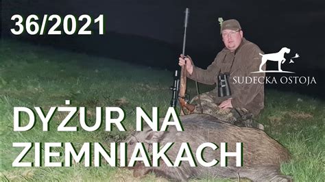 SUDECKA OSTOJA 36 2021 Polowanie Na Dziki Z Podchodu Hunting Wild