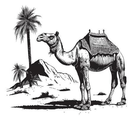 Camel Black And White Vector Art, Icons, and Graphics for Free Download