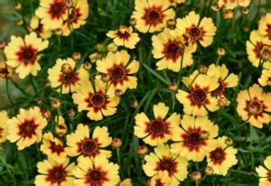 Stunning Coreopsis Varieties To Fill Your Garden With Color All Summer