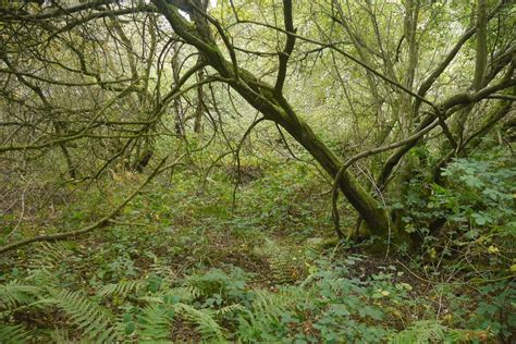 Dense Woodland Merrington Green Richard Webb Cc By Sa