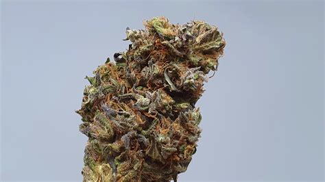 Cannabis Strains Glossary: A-Z of Weed Strains - ISMOKE