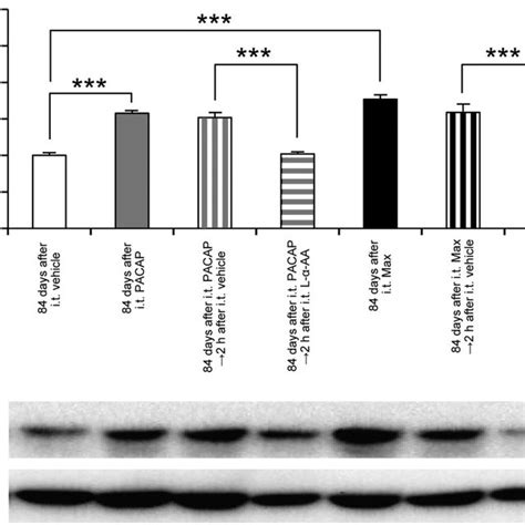 Effects Of Intrathecal L A Aa On The Gfap Expression Levels At Days