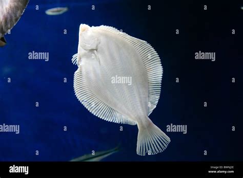 Plaice Flat Fish In British Waters Stock Photo Royalty Free Image