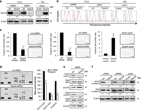 Tspan8 Expression Promotes In Vitro Melanoma Cell Invasion And Its