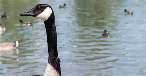 Giant Canada Goose Behavior - AnimalBehaviorCorner