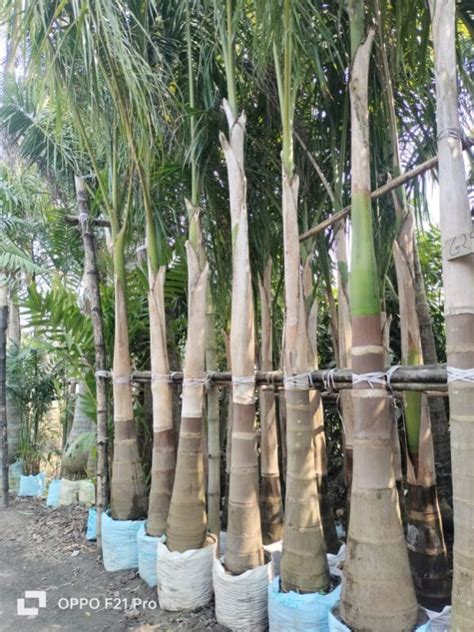 Bottle Palm Tree Packaging Type Plastic Packet Jute Bag At Rs 450