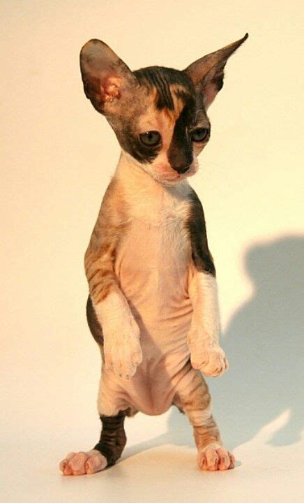 Cornish Rex Cat I Will Have One Once In My Life Devon Rex Cats
