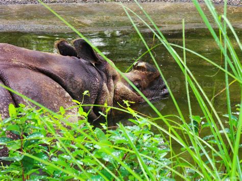 An hippo swimming in the water 13871589 Stock Photo at Vecteezy