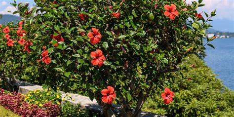 How To Grow Hibiscus In Southern Florida Living Color Garden Center