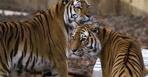 Tiger sisters are leaving the Binghamton Zoo