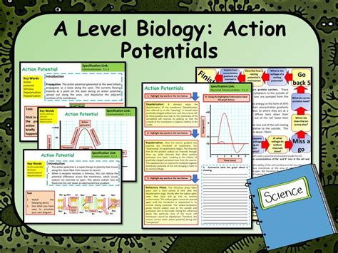 A Level Biology Action Potential Lesson Activities Lessons