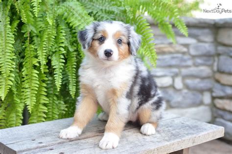 Australian Shepherd Puppy For Sale Near Cleveland Ohio 27e5e4e5 5e01