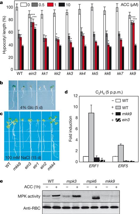 The Loss Of Function Mkk9 Mutant Displays Diverse Ethylene Insensitive