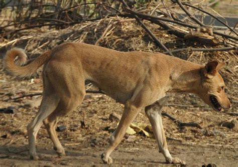 Dog Breeds Similar To The Nigerian Local Dog Petmi