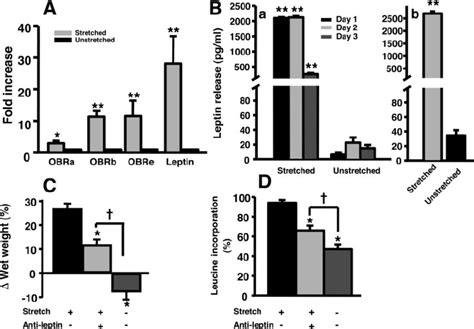 Involvements Of Leptin Release And Up Regulation Of Leptin And Leptin Download Scientific