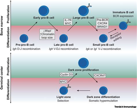 Molecular Mechanisms Insulating Proliferation From Genotoxic Stress In