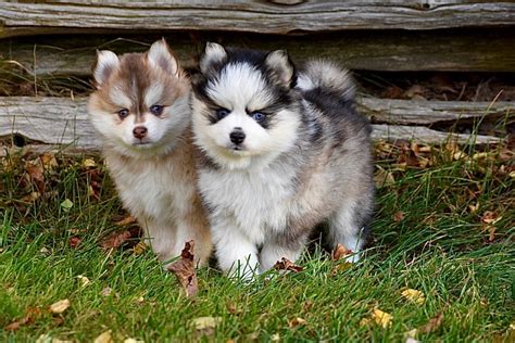 Pomsky Dogs Ontario Pomsky Puppies Keurwood Equestrian