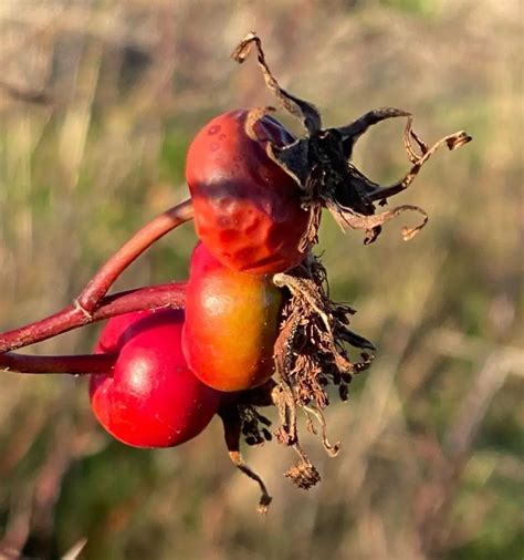 How To Get Rose Seeds From A Rose Bush - Handy Gardening