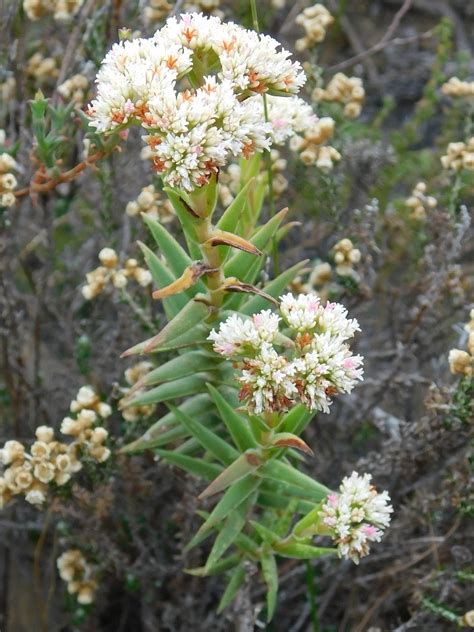 Bihair Stonecrop From Greyton 7233 South Africa On December 2 2018