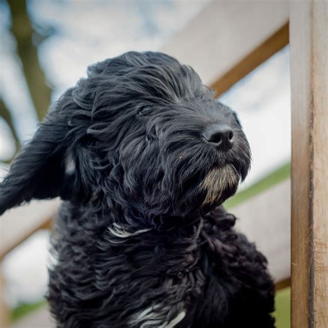 #1 | Cockapoo Puppies For Sale By Uptown Puppies