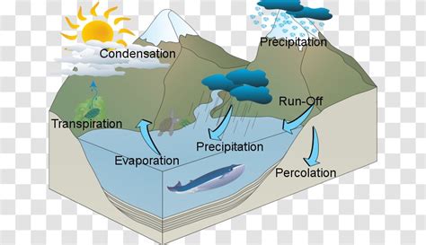 Percolation Water Cycle Definition