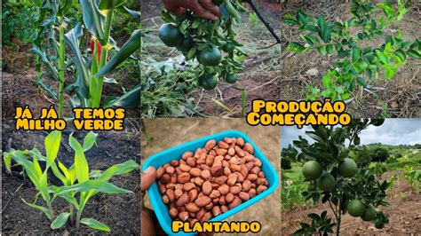 Plantando Milho Preto E Amendoim Laranjeiras Produzindo A Todo Vapor