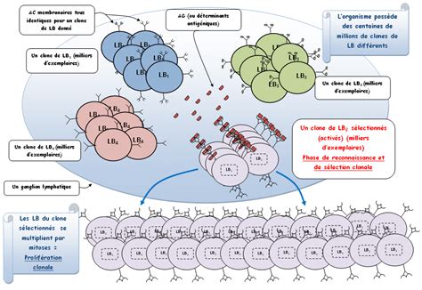 LOhayonSVT 1EDS SVT immunite chap 2 immunité adaptative